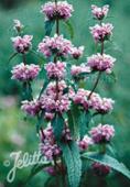 Phlomis tuberosa Jerusalem Sage